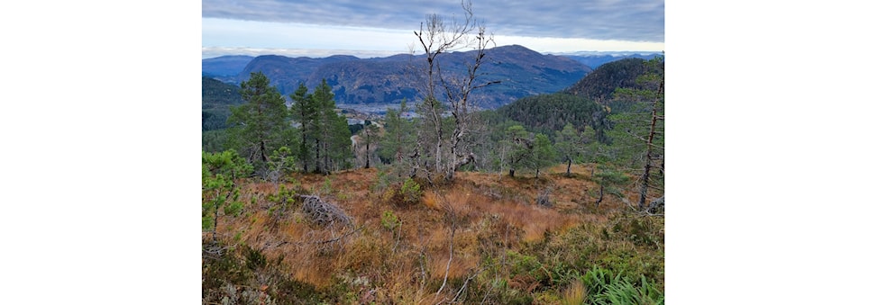 Natt-løp Langelandsvatnet nord